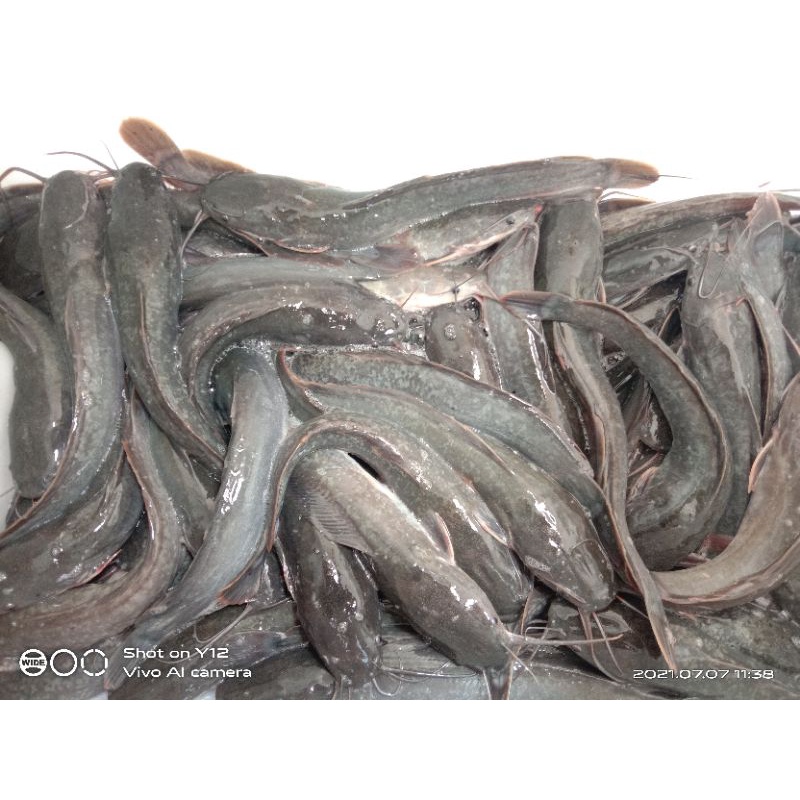 

ikan lele ukuran sangkal sedang