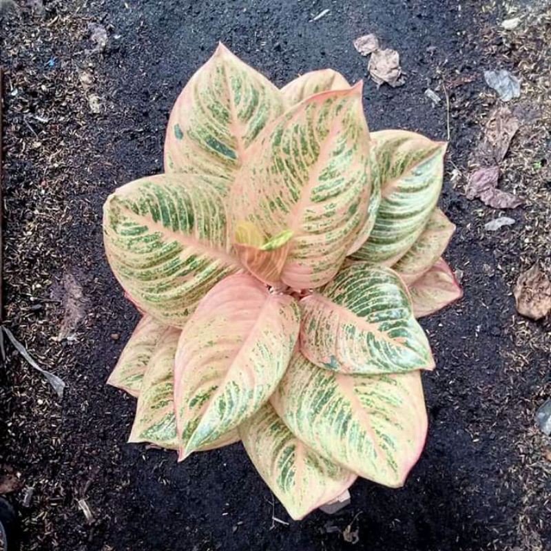 bonggolan tanaman hias aglonema asri