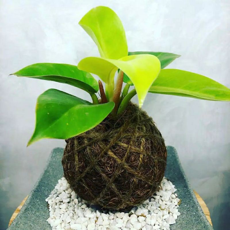 TANAMAN HIAS BUNGA PHILODENDRON MOONLIGHT |COD|