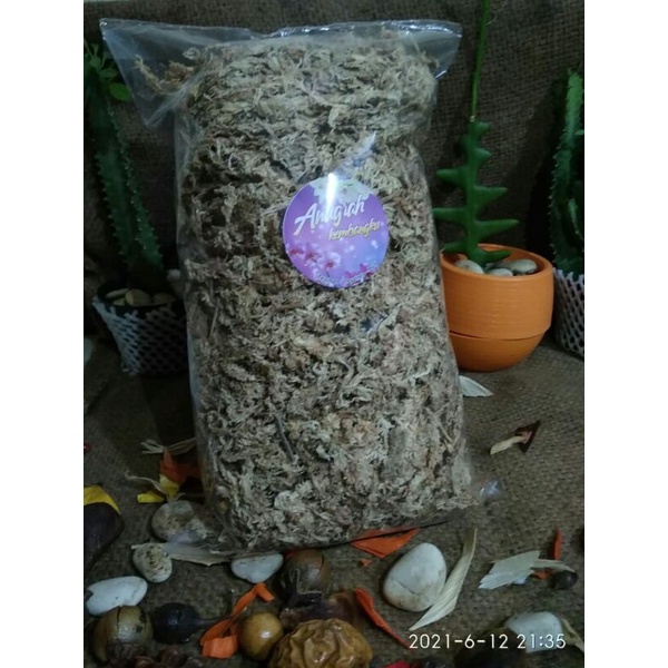 Spagnum Moss chile/ Mos putih