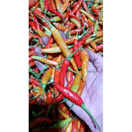 

CABAI RAWIT CABE RAWIT | MENGKRENG | CABE SETAN | CENGIS
