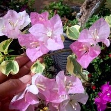 Bunga Bougenville Bengawan solo varigata ori