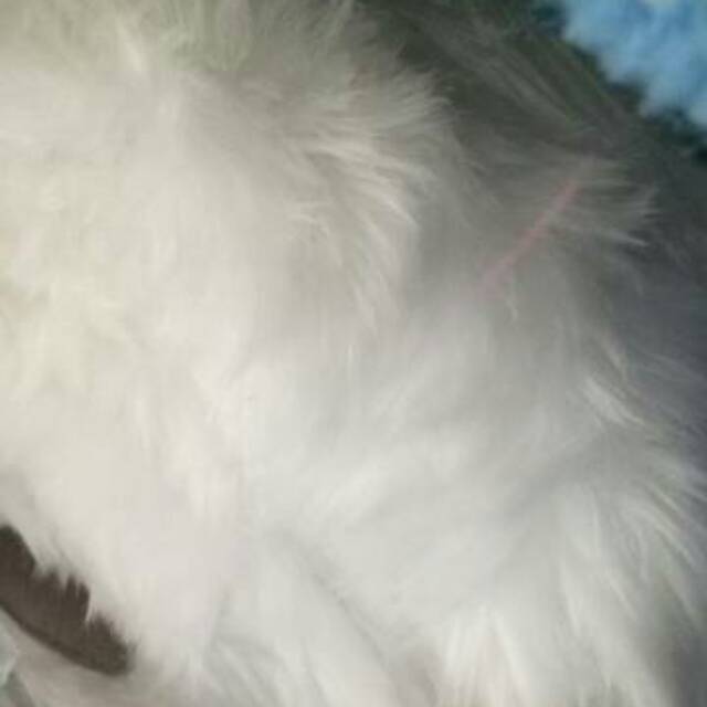 Karpet Rabbit fur 100*150