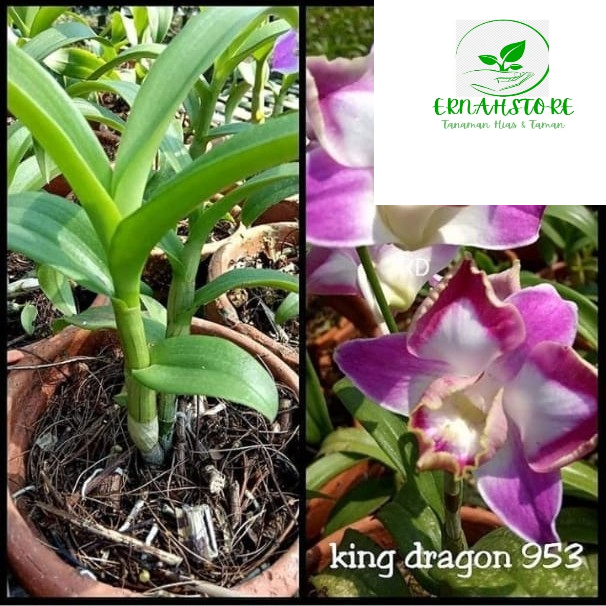 tanaman hias anggrek dendrobium king dragon-Anggrek king siap bunga