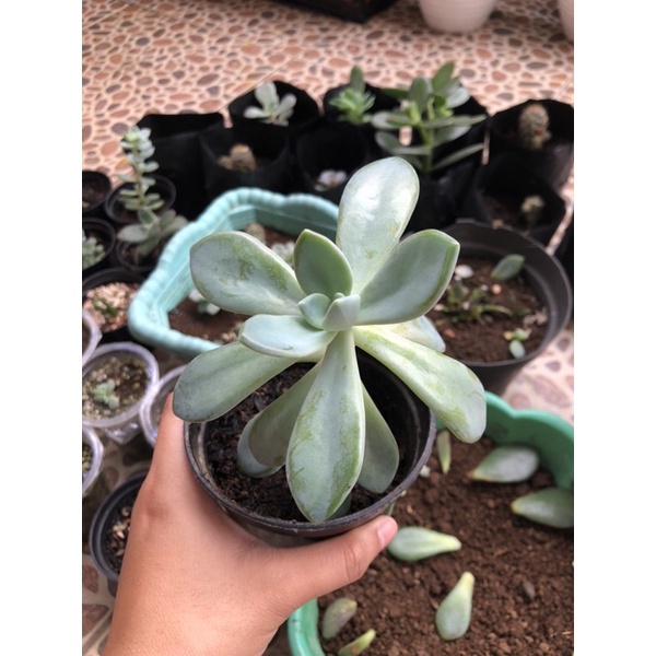 (PAKET 10pcs) SUKULEN MURAH SOUVENIR KAKTUS SUKULEN MINI POT