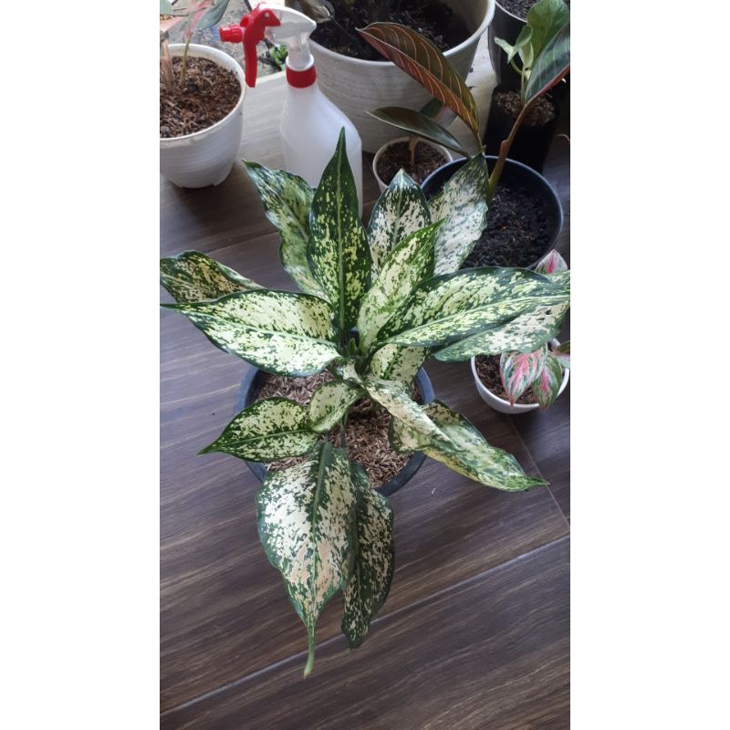 Aglaonema Snow White