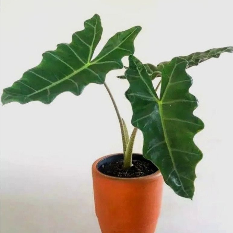 ( BISA COD ) TERMURAH Tanaman Hias Keladi Amazon Lokal 2-3 Daun / Bunga Hias Alocasia Amazonica Caladium Amazon Lokal