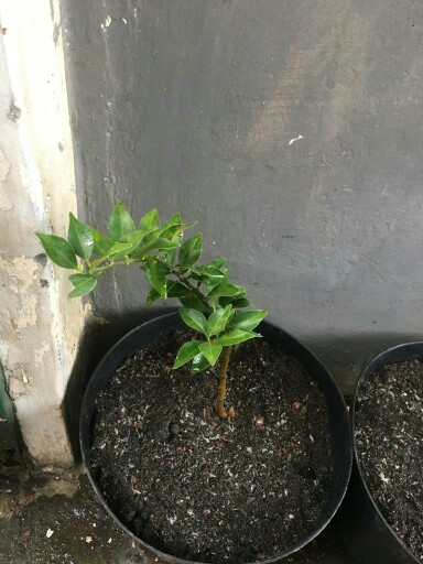 Bibit Buah Jeruk Brazil Supermurah