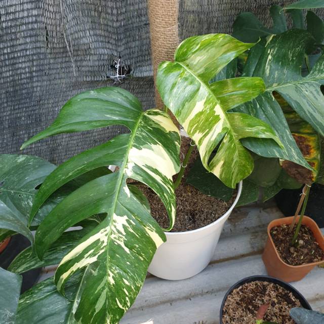 Batang Dan Daun Bibit Epipremnum Pinatum Variegata Monstera Ekor Naga Shopee Indonesia