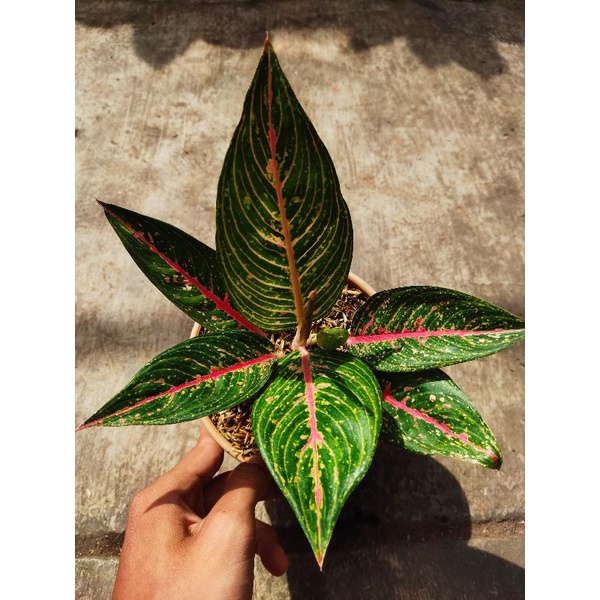 Aglonema legacy green mutasi tanian lokal