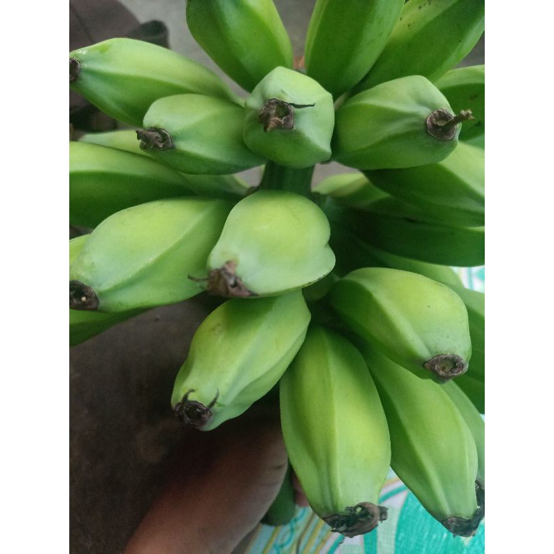 

Pisang kluthuk atau pisang batu 2 kg segar