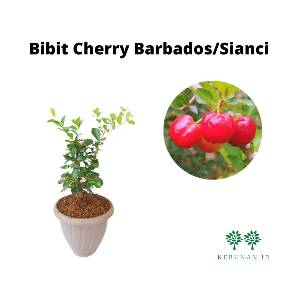 Bibit Cherry Barbados/Sianci Cepat Berbuah