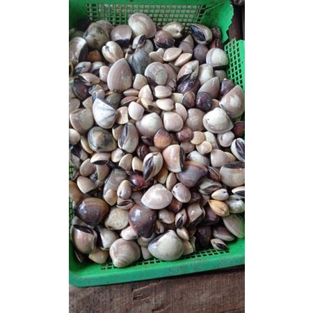 

kerang kepa