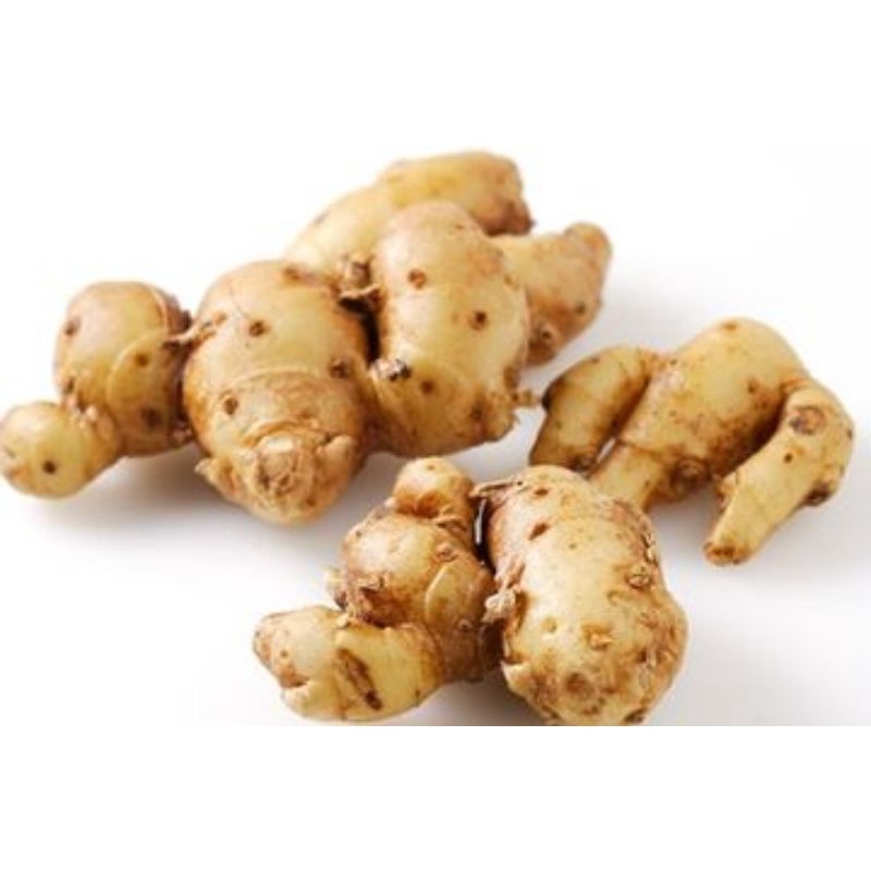 

KENCUR FRESH 1 KG