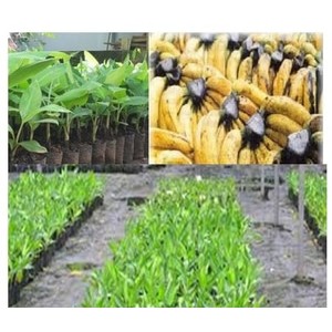 bibit pisang barangan