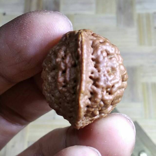 Rudraksha jenitri ganesha besar P26mm x L22 mm