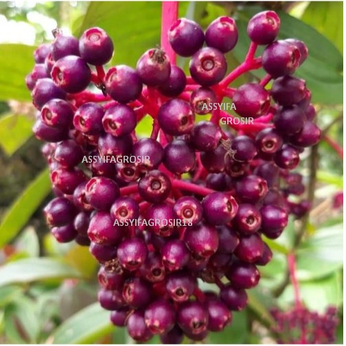 

BUAH PARIJOTHO SEGAR PROMIL PENYUBUR KANDUNGAN MURAH
