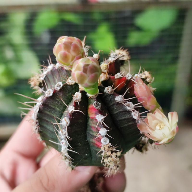 Kaktus ownroot gymnocalycium tricolor