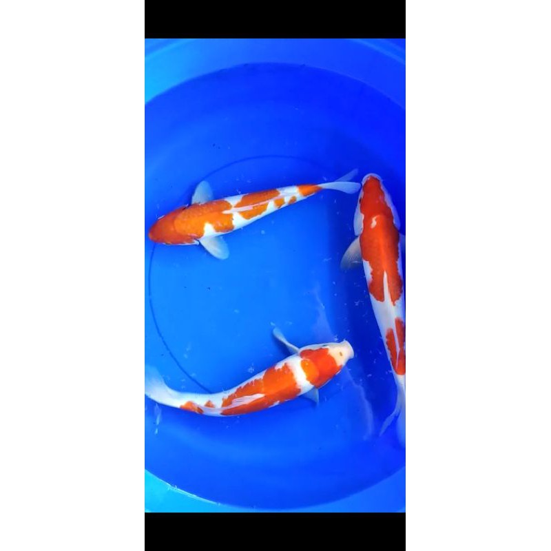 ikan koi grade A