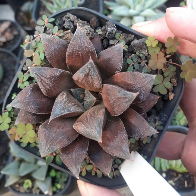 Haworthia coklat 03
