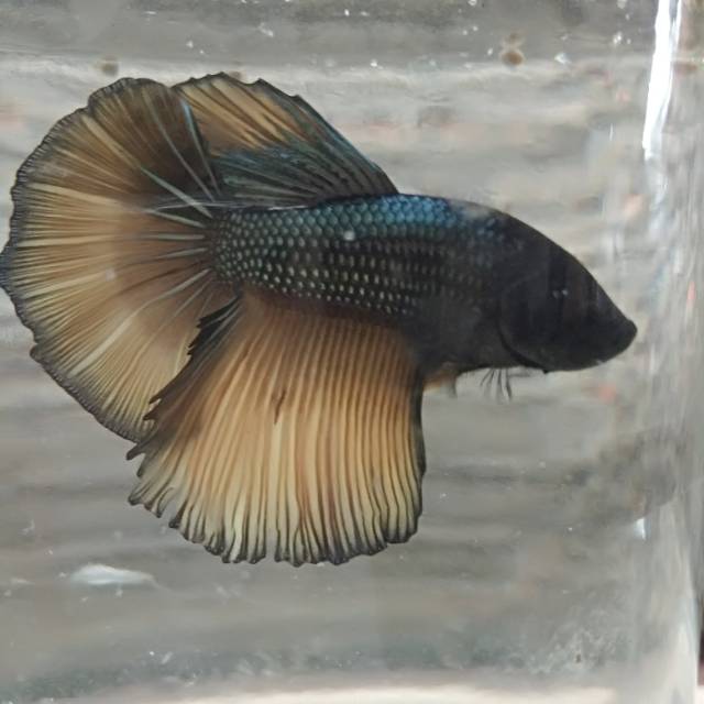 Ikan cupang hias halfmoon