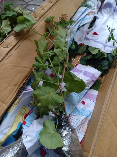 Tanaman Hias Geranium Merah Putih Pink Salem