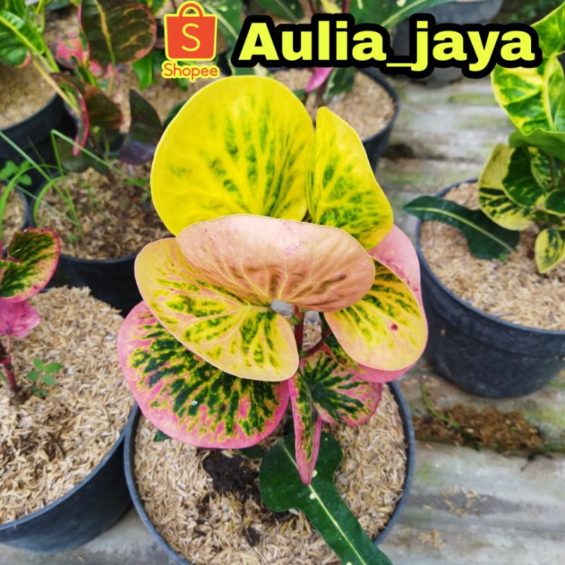 TANAMAN HIAS PURING REHANA KOLEKSI