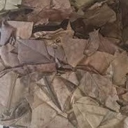 

MURAH DAUN SUKUN KERING 250 GRAM