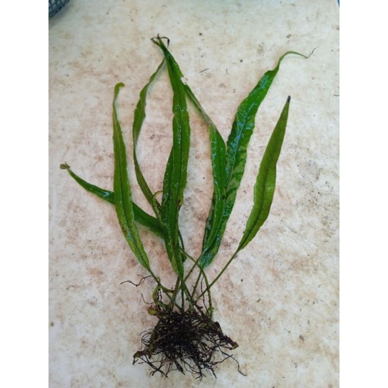 kadaka needle narrow tanaman air aquascape