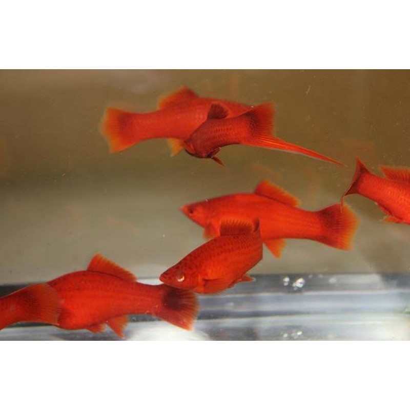 ikan platy blood red cauliflower rejekan non high fin