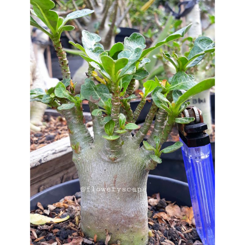 Adenium godji