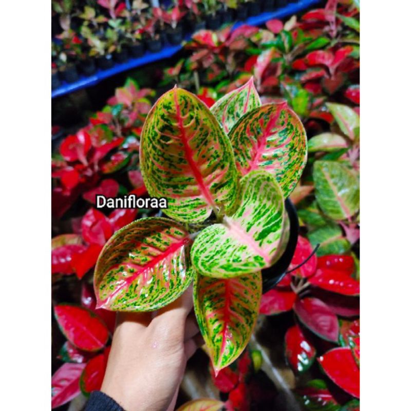 Aglonema Legacy Mangkok Ori