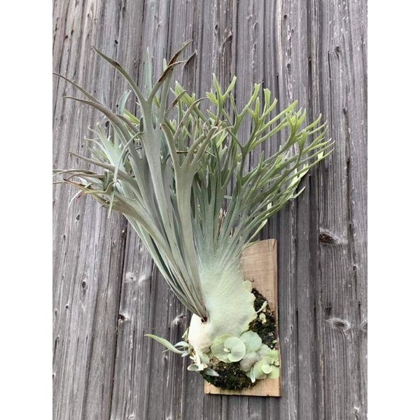 FahriOrchid - Tanaman Platycerium veitchii auburn river