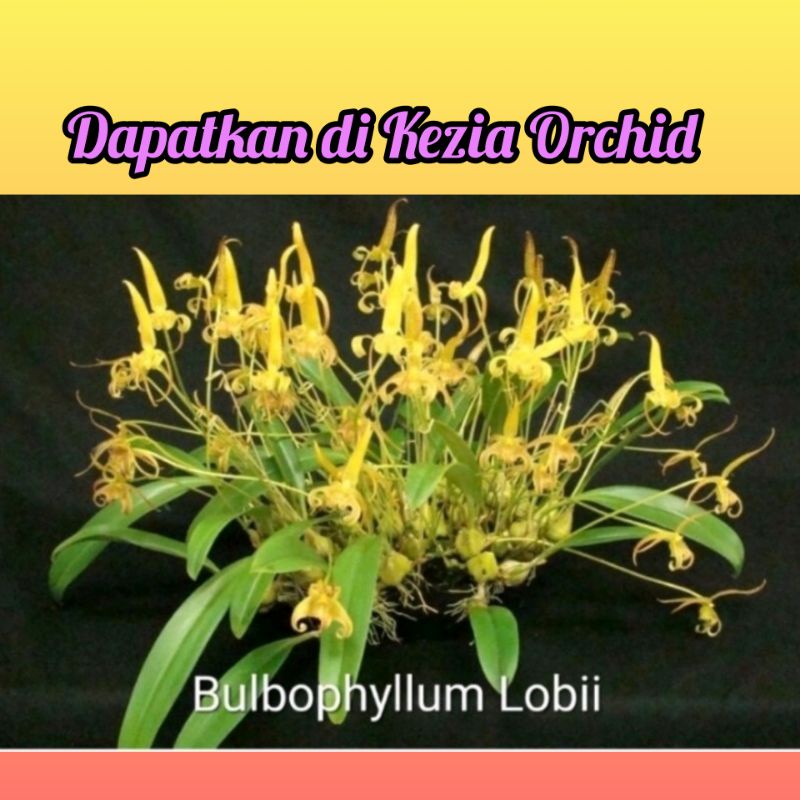 Anggrek Bulbophyllum Lobii ; Bulbophyllum Lobi; Bulbo Lobii ; Bulbo Lobi ; Bulbophylum Lobi ; Bulbo 