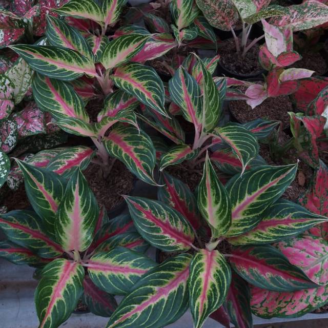 Aglaonema red sunset