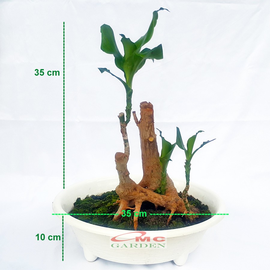 Bonsai Dracaena Fragrans Massangeana Corn Plant Hijau Hanjuang B-DFM-005