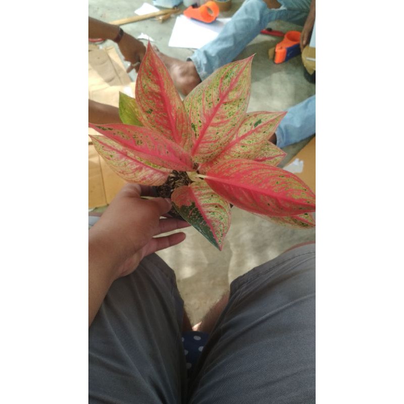 AGLONEMA red legacy