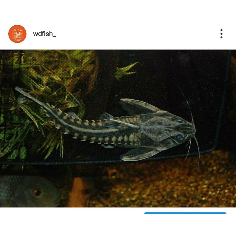 Hiasan Aquarium Irwini Catfish