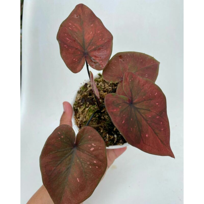 Bonggolan (DEALOVA) Caladium Dealova/Bunga Hias kaladium Dealova SALE