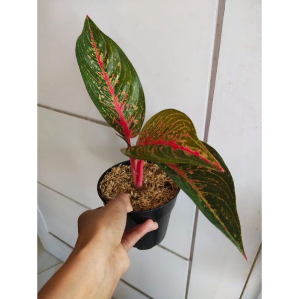 termurah Tanaman Hias AGLONEMA Hot lady / hot flaming lady batang merah mutasi oke/ taman/ indoor