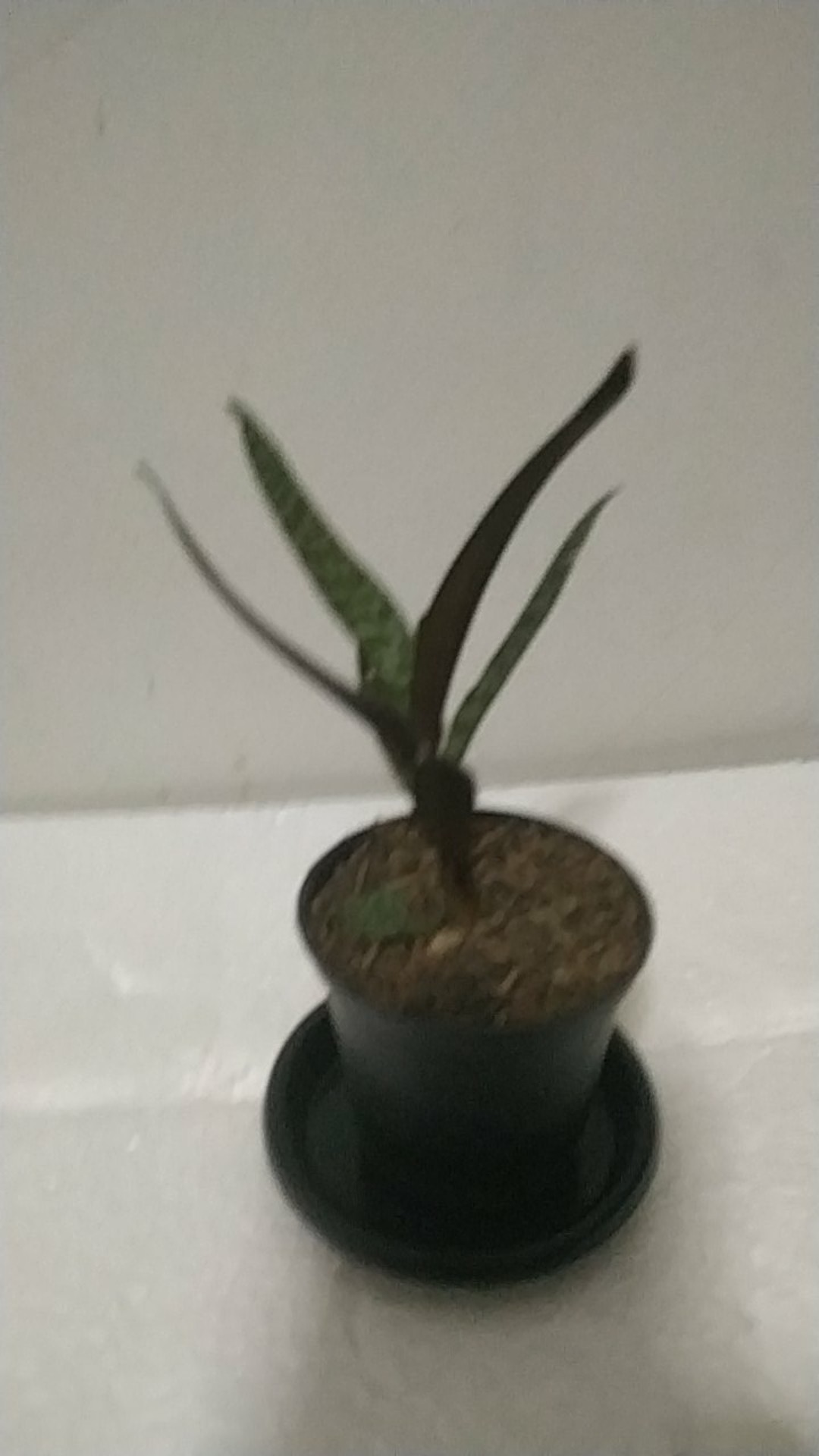 Sukulen Dan Kaktus Mini (ledebouria Socialis)