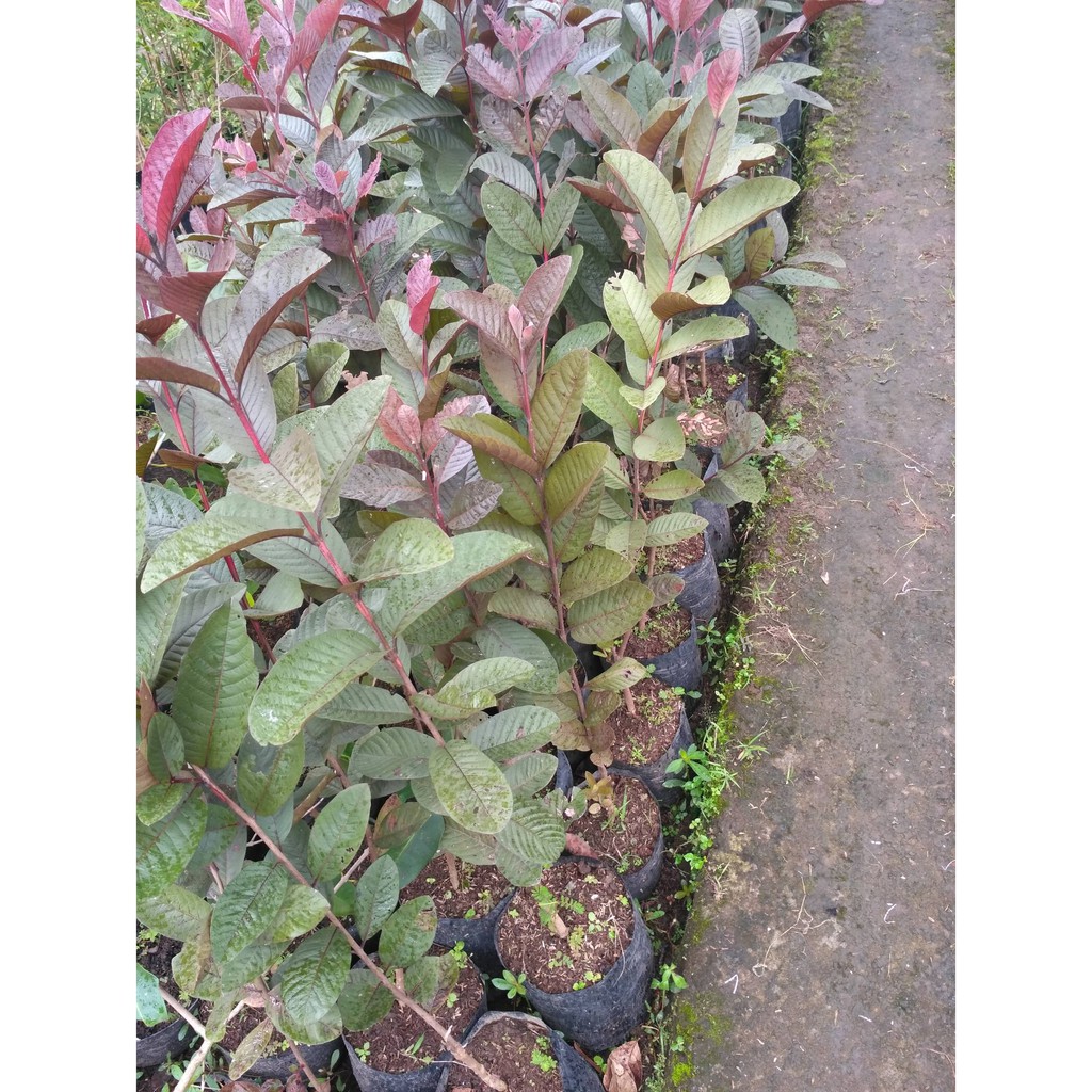 promo 3 bibit jambu ,jambu  kristal non biji ,jambu  sukun merah,jambu Australia.