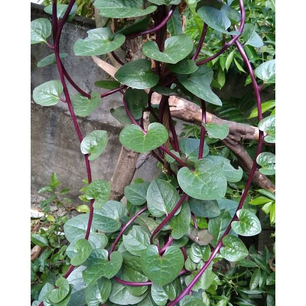 

DAUN BINAHONG (比纳洪)