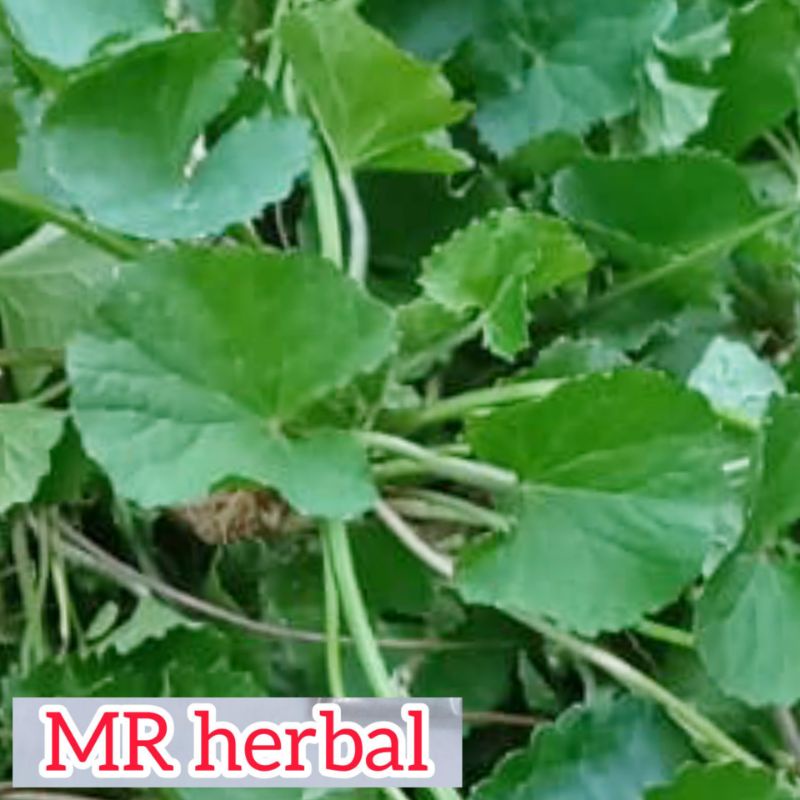 

Jual Daun pegagan segar atau centella asiatica 500 gram
