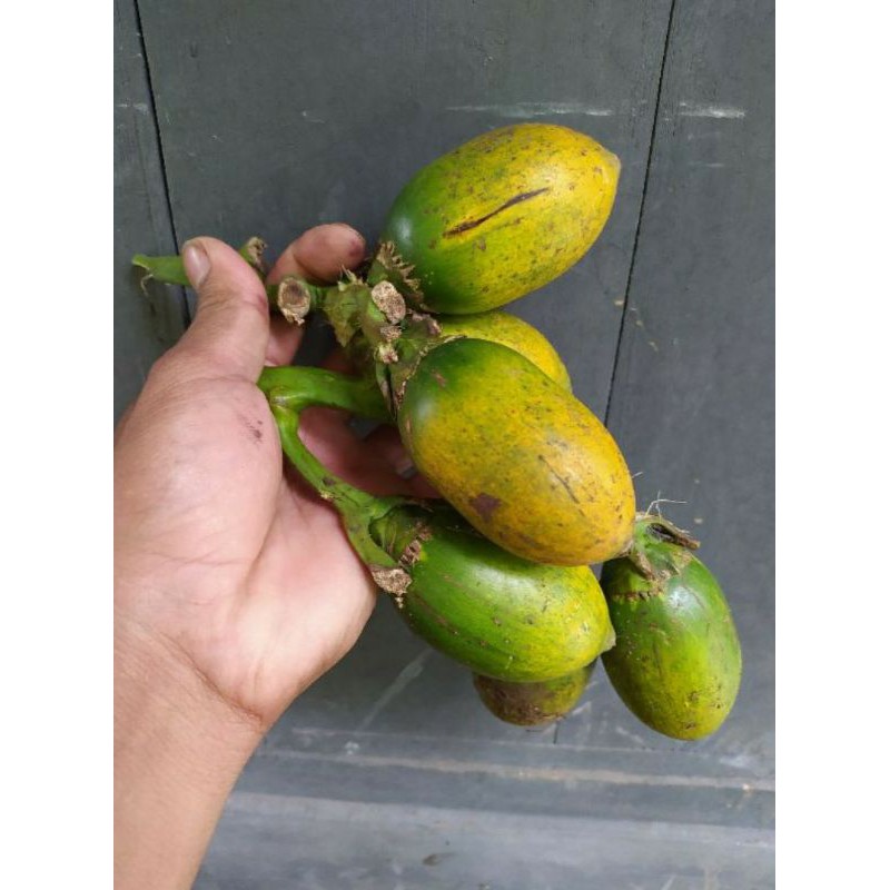 

buah piang tua 1000grm