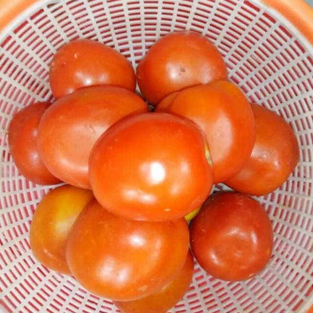 

Tomat Merah