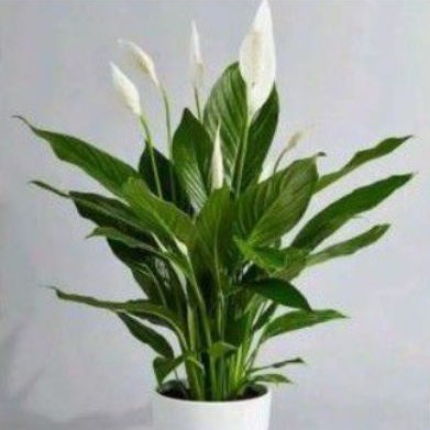 Spatuphilum(bunga Peace lily)
