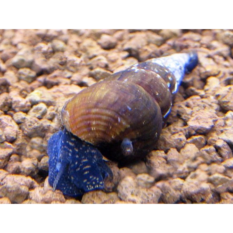 Blue Rabbit Snail paket 50 ekor