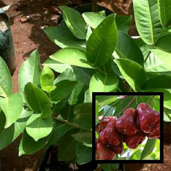 BIBIT TANAMAN BIBIT TANAMAN BUAH JAMBU AIR CITRA #_#