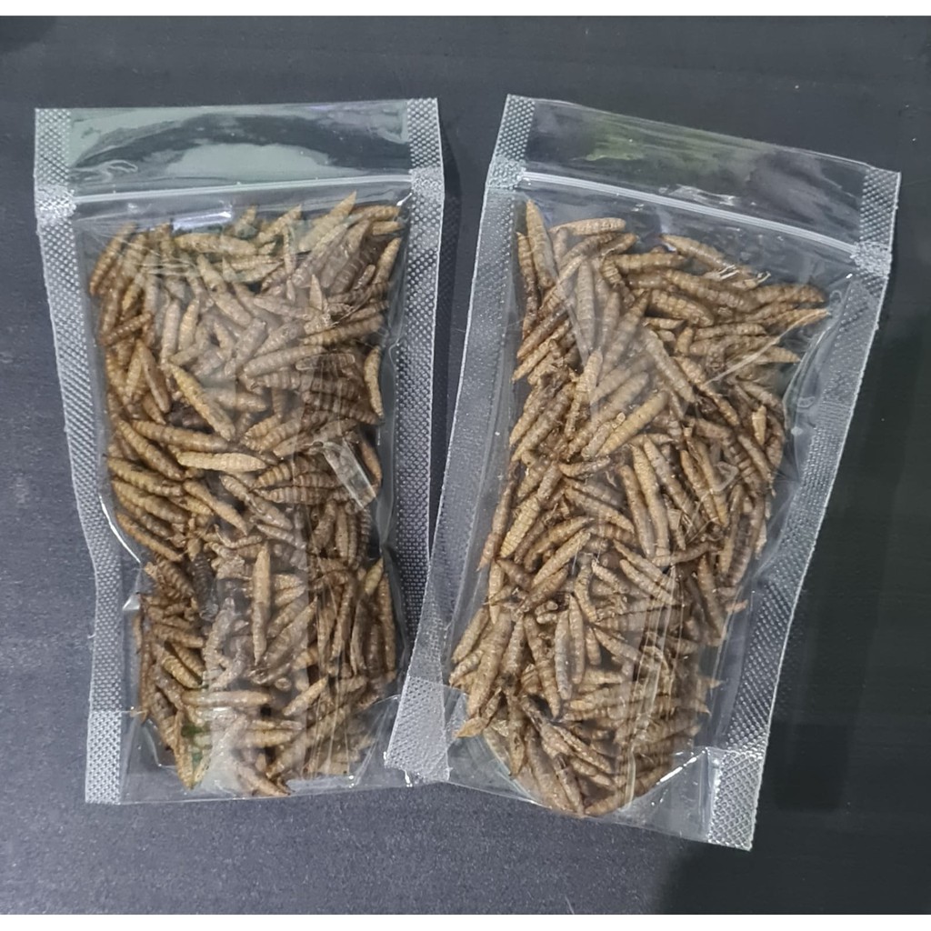 ULAT MAGGOT KERING 50GRAM